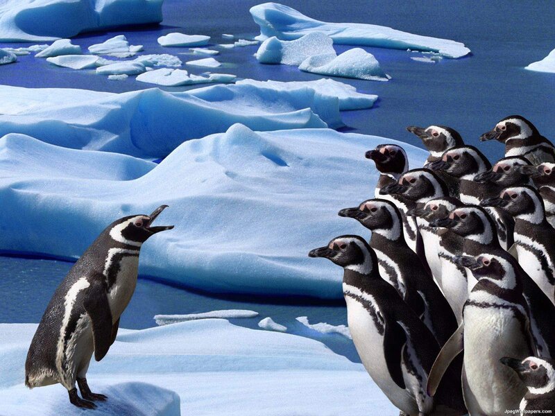 Penguins on Ice — Blue, Cold
