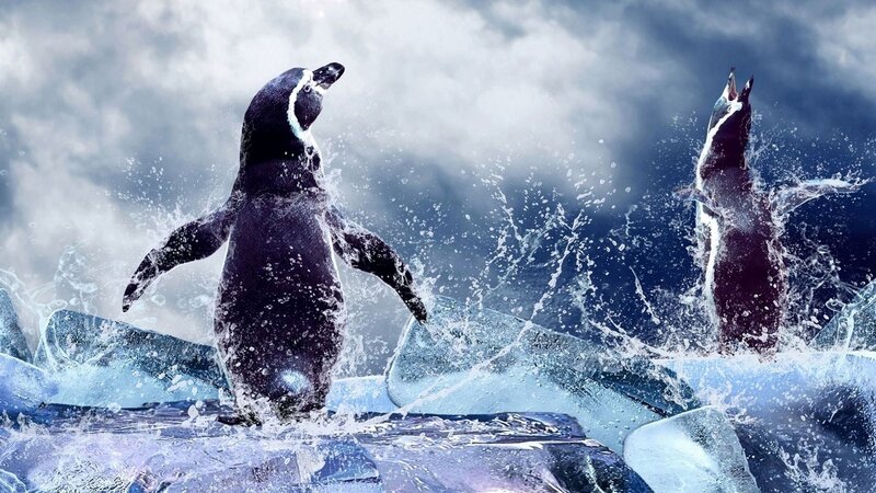 Penguins on Ice — Blue, Dramatic, Photograph