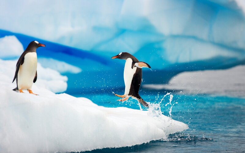 Penguins on Ice — Blue, Dynamic, Photograph