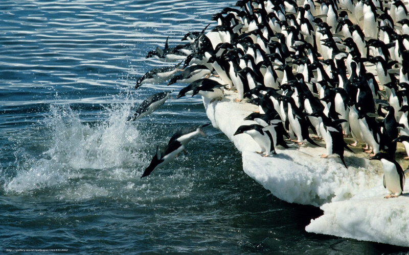 Penguins on Ice — Blue, Dynamic, Photograph, Water, Splashes
