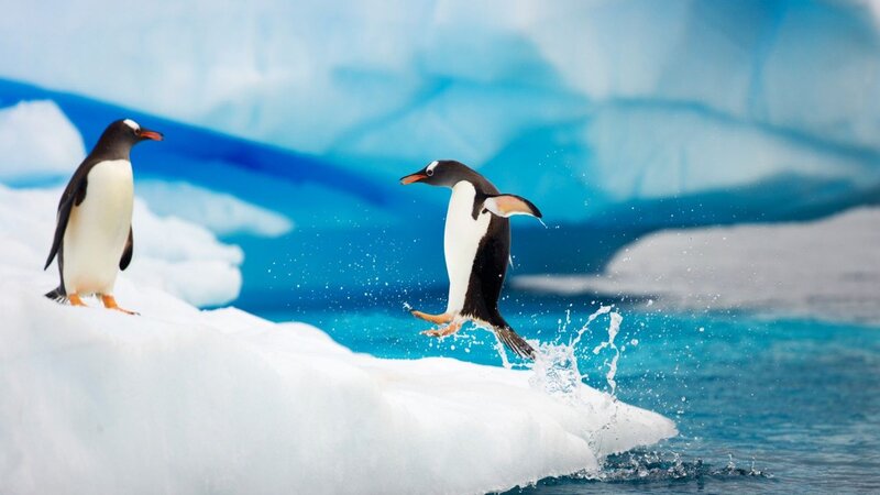 Penguins on Ice — Blue, Dynamic, Photograph, Water