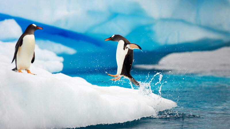 Penguins on Ice — Blue, Dynamic