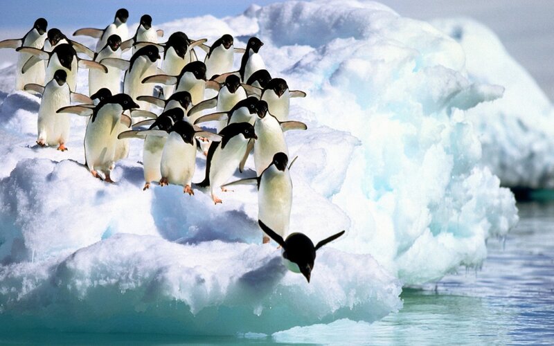 Penguins on Ice — Cold