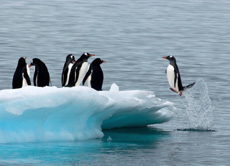 Penguins on Ice Floe — Blue, Calm