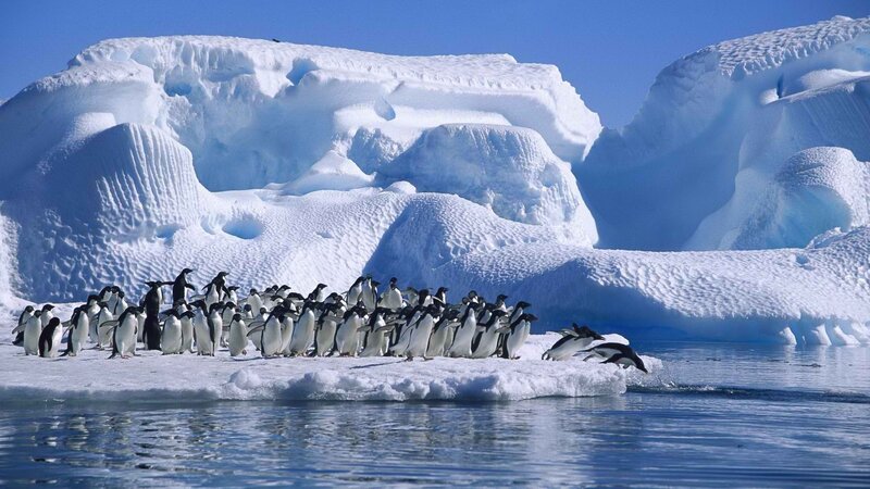 Penguins on Ice Floe — Blue, Cold, Afternoon, Photograph, Icebergs, Water
