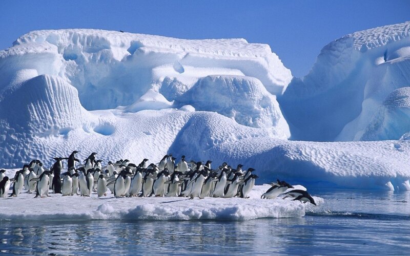 Penguins on Ice Floe — Blue, Cold, Afternoon, Photograph