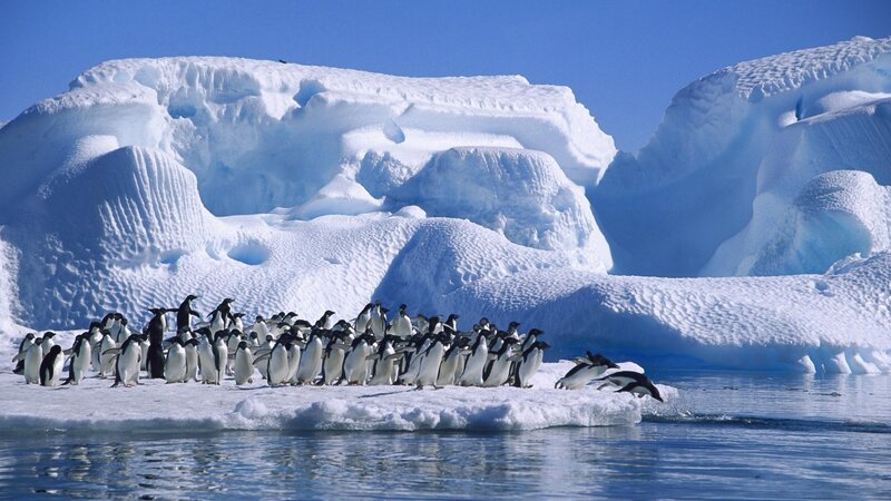 Penguins on Ice Floe — Blue, Cold, Afternoon