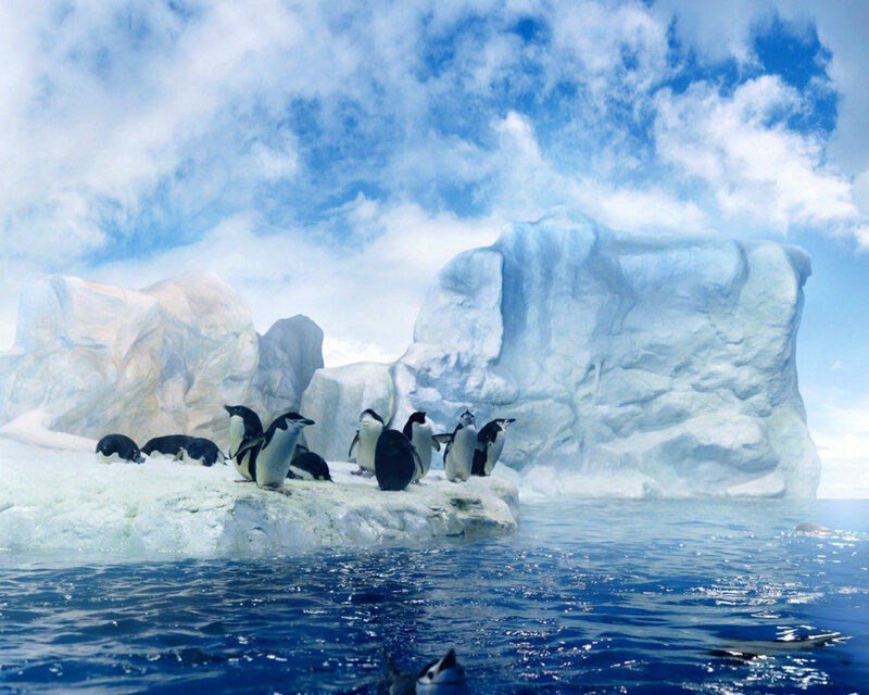 Penguins on Ice Floe — Blue, Serene, Afternoon, Photograph, Icebergs