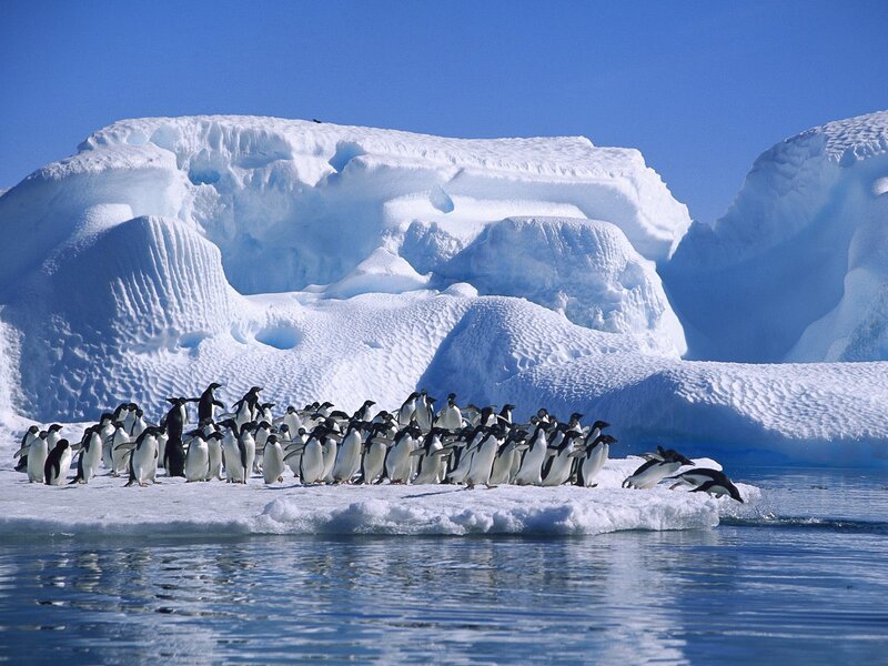 Penguins on Ice Floe — Blue, Serene, Afternoon