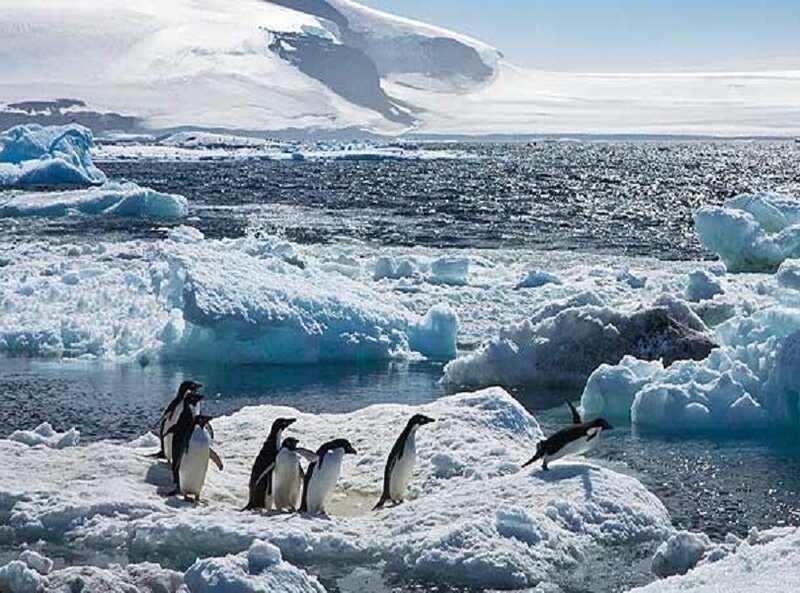 Penguins on Ice Floe — White, Cold