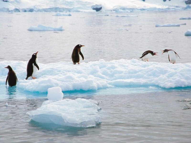 Penguins on Ice Floe — White