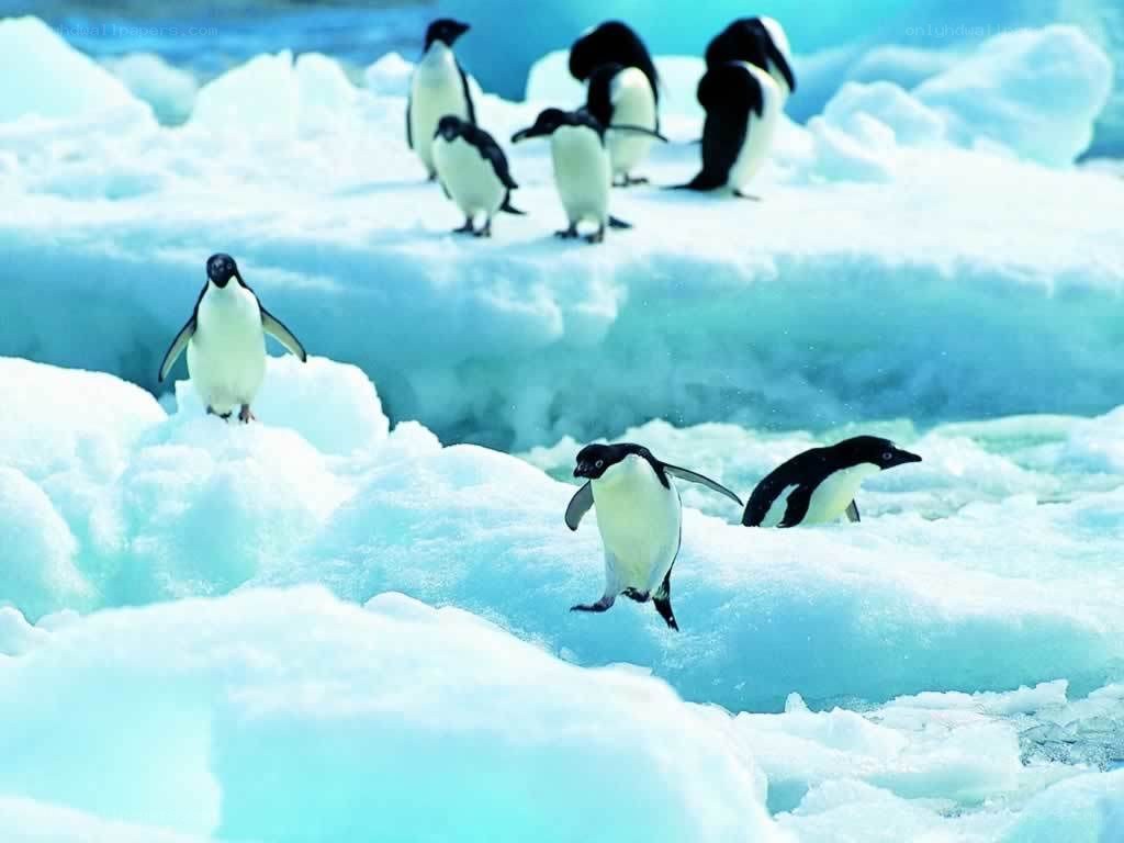 Penguins on ice floes