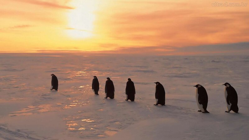Penguins on Ice — Orange, Serene, Sunset