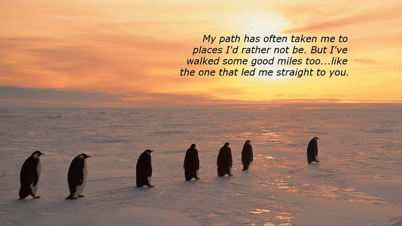 Penguins on Ice — Orange, Serene