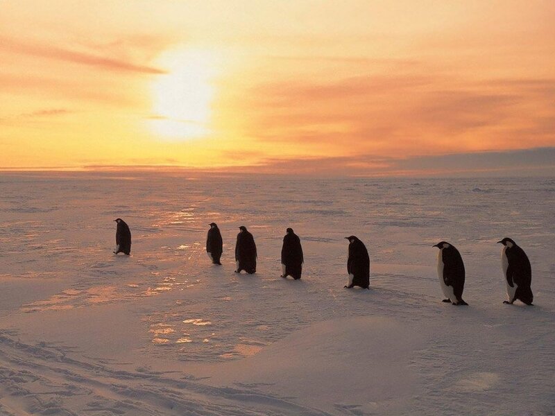 Penguins on Ice — Orange