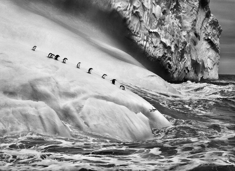 Penguins on Ice Slope