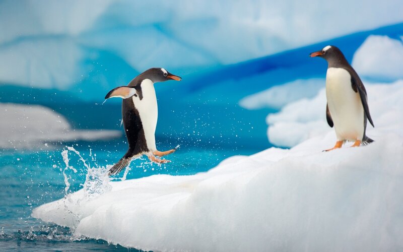 Penguins on Ice — White, Active