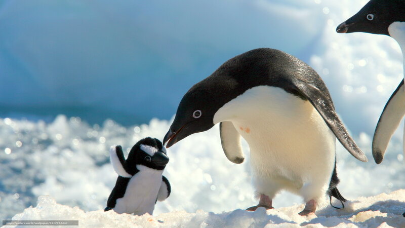 Penguins on Ice — White, Calm, Photograph, Snow