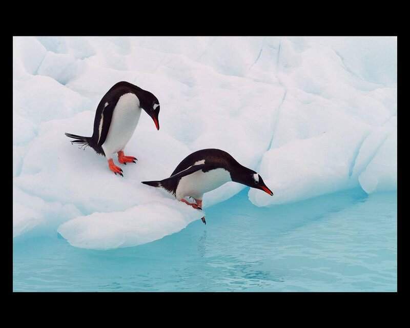 Penguins on Ice — White, Calm, Photograph