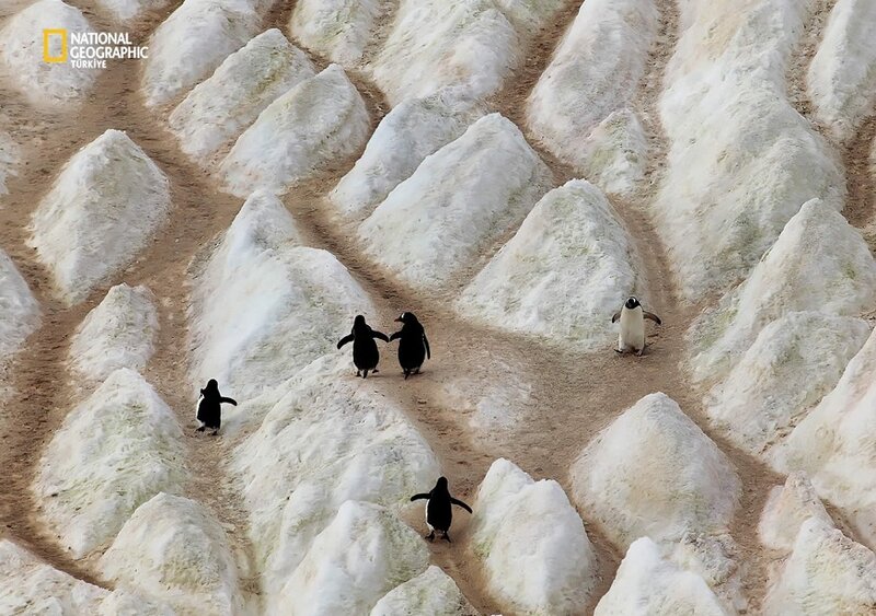 Penguins on Ice — White, Calm