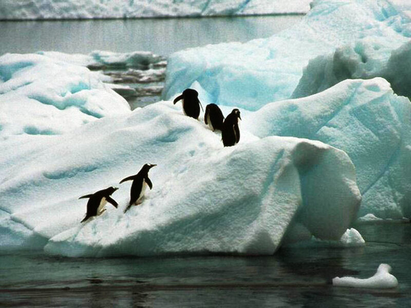 Penguins on Ice — White, Cold, Photograph, Iceberg, Water, Blue
