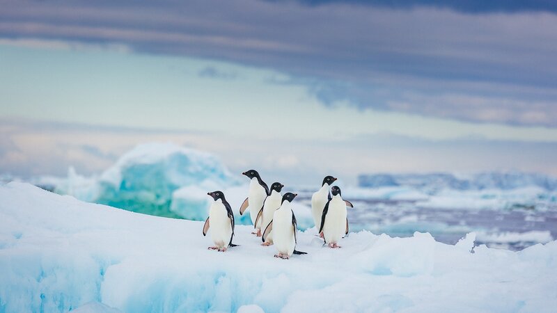 Penguins on Ice — White, Cold, Photograph, Sky