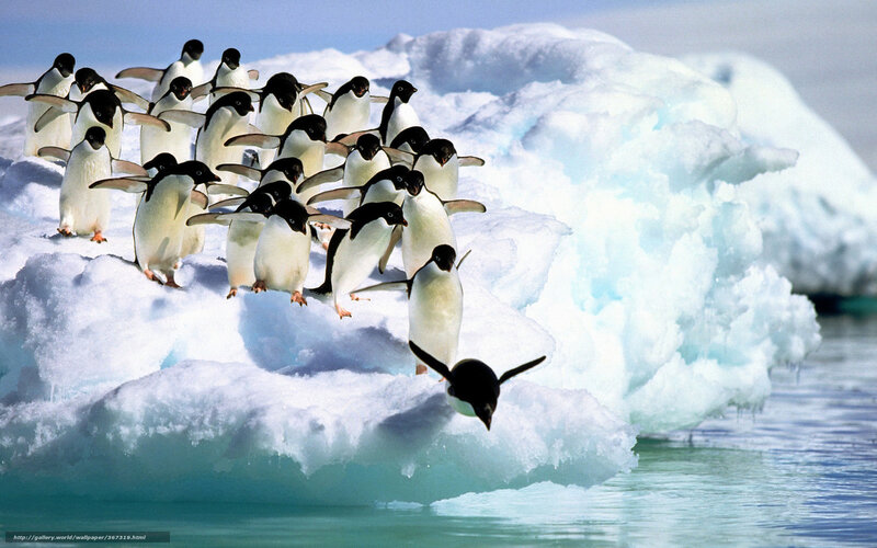 Penguins on Ice — White, Cold, Photograph