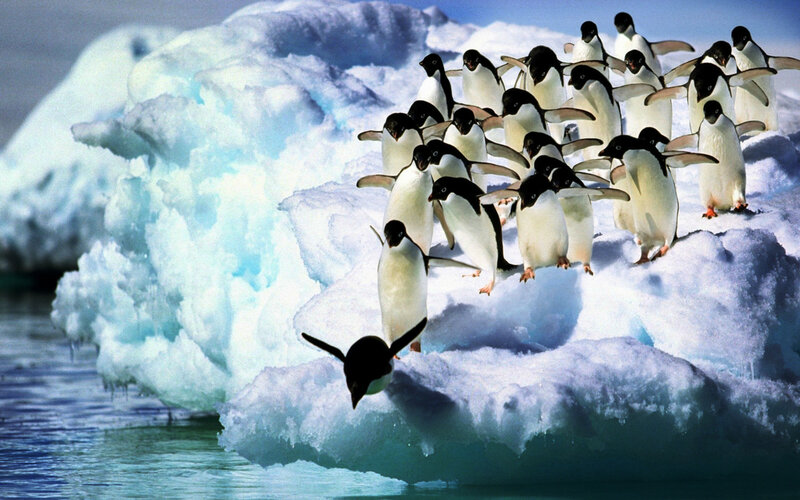 Penguins on Ice — White, Cold, Winter, Photograph, Iceberg