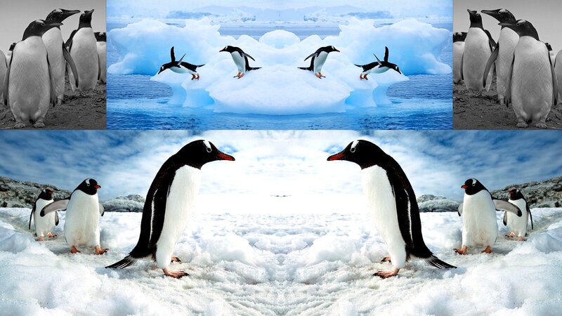 Penguins on Ice — White, Cold, Winter, Photograph, Icebergs