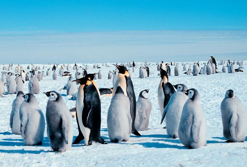Penguins on Ice — White, Cold, Winter, Photograph, Snow