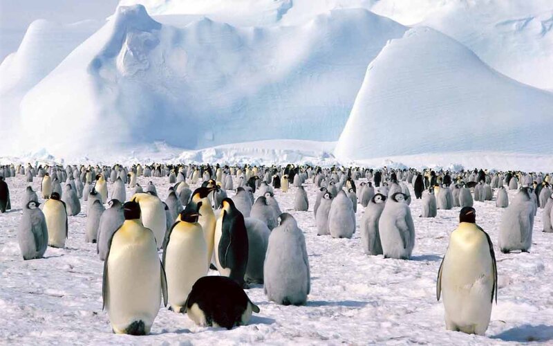 Penguins on Ice — White, Cold, Winter, Photograph