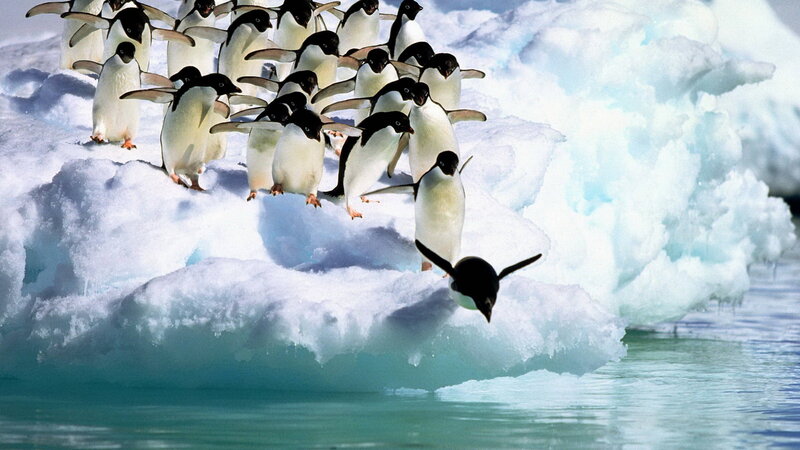 Penguins on Ice — White, Cold, Winter, Photograph, Water, Snow