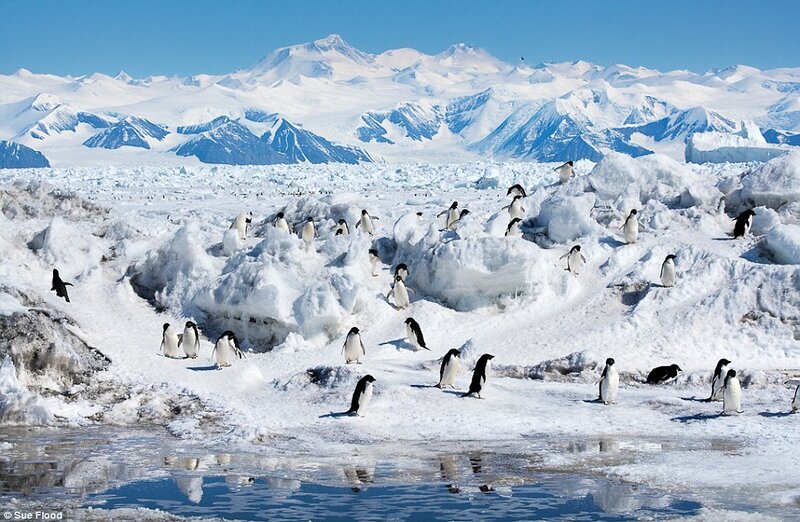 Penguins on Ice — White, Cold, Winter