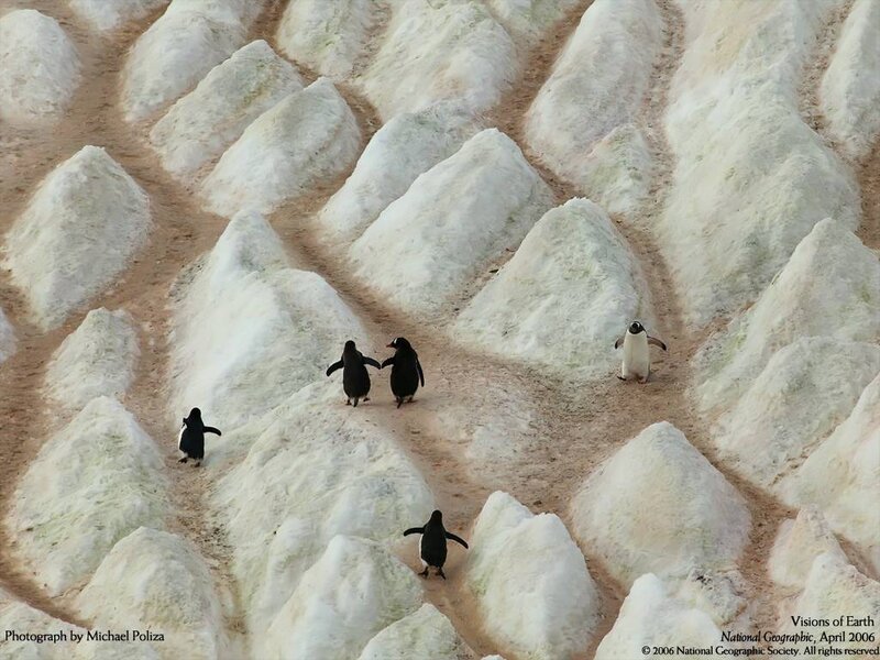 Penguins on Ice — White, Serene, Photograph