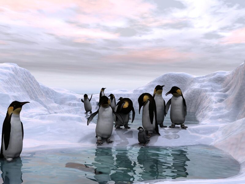 Penguins on Ice — White, Serene