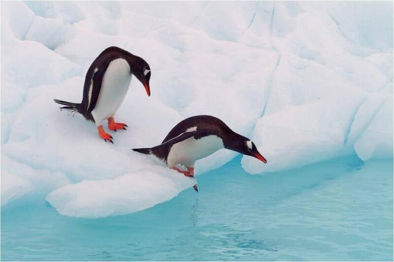 Penguins on Ice — White