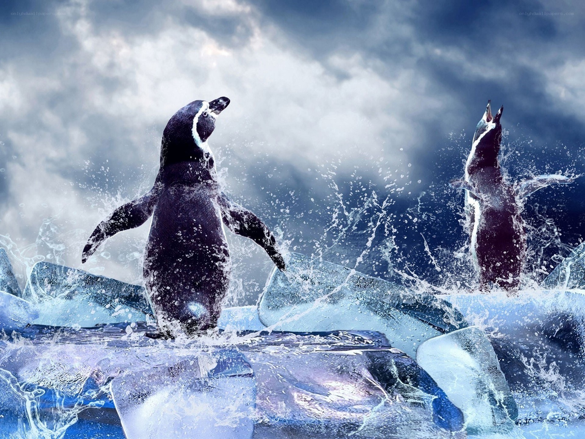Penguins on ice with splashing water