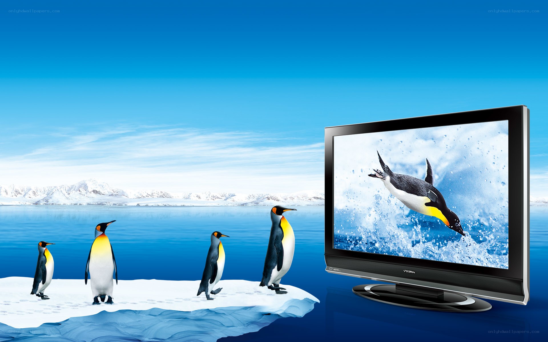 Penguins on ice with TV