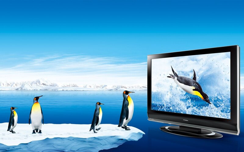 Penguins on ice with TV