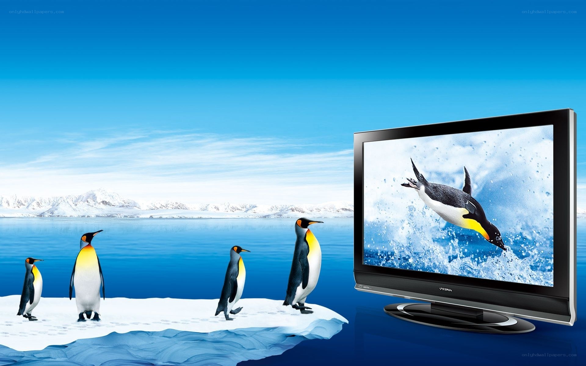 Penguins on ice with TV