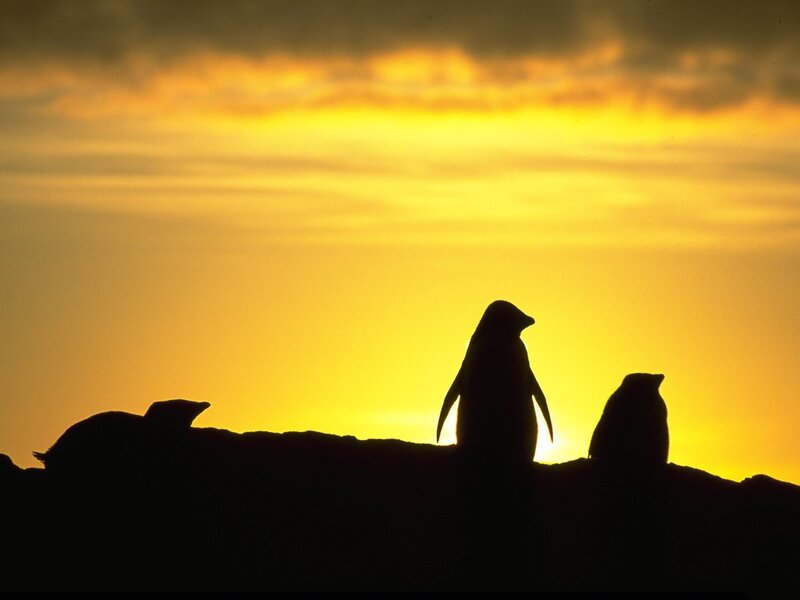 Penguins on Ice — Yellow
