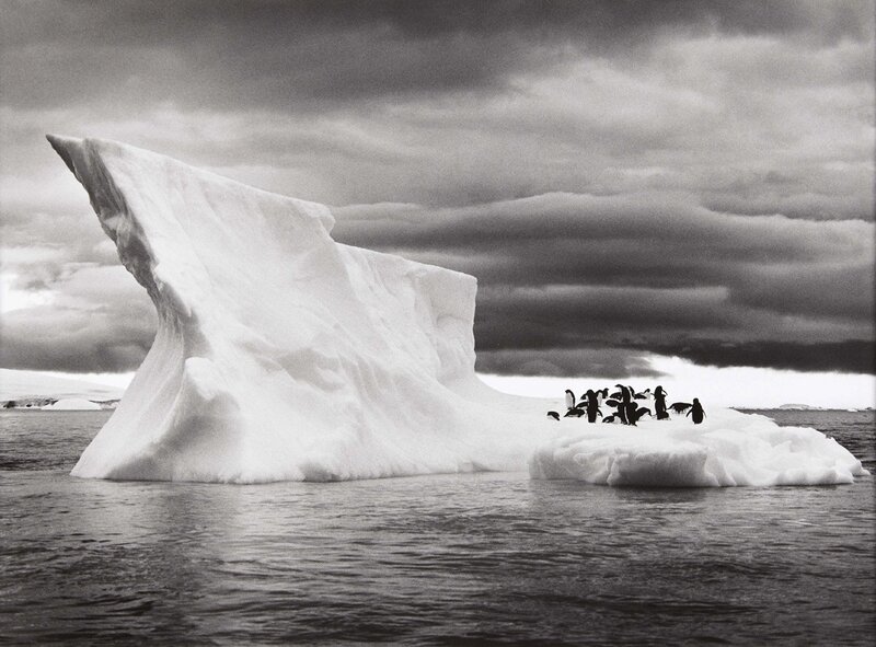 Penguins on Iceberg — Black
