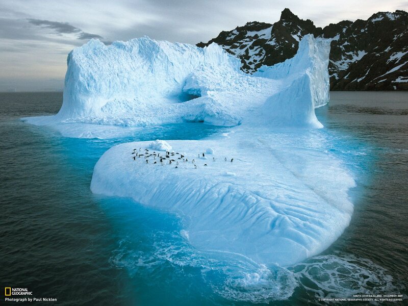 Penguins on Iceberg — Blue, Cold, Photograph