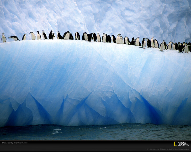 Penguins on Iceberg — Blue, Cold