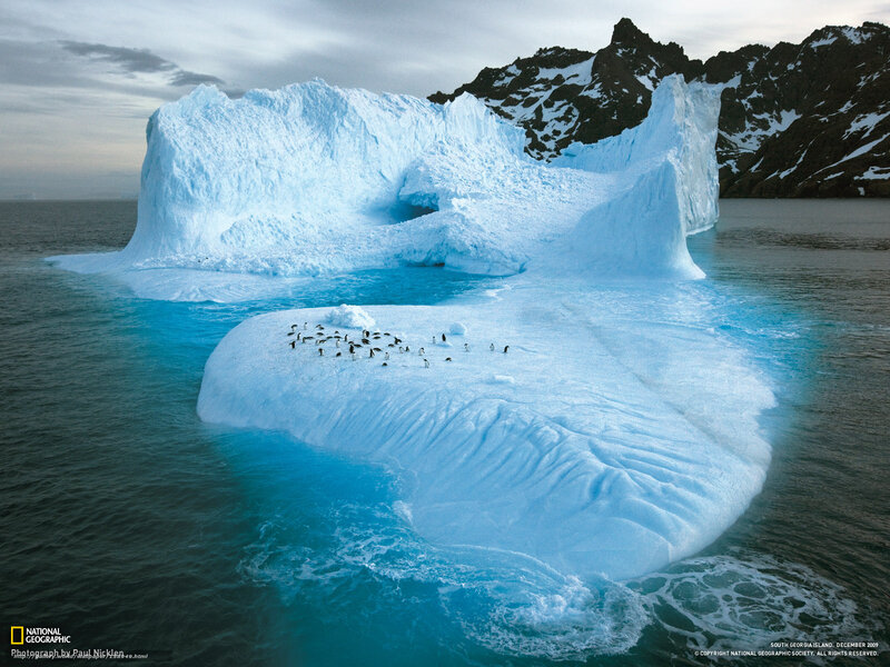 Penguins on Iceberg — Blue, Cold, Winter