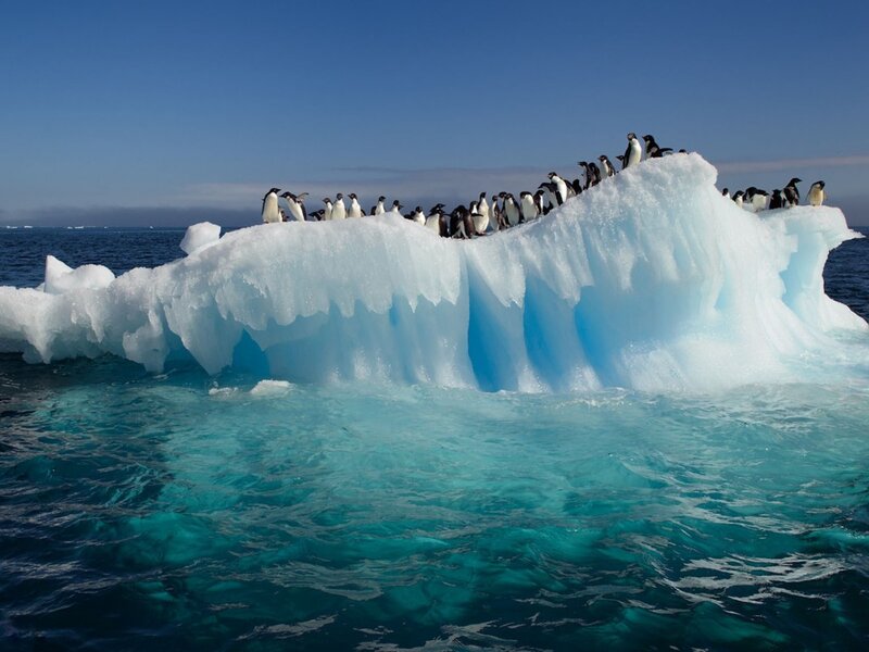 Penguins on Iceberg — Blue, Serene, Afternoon, Photograph, Ocean, Sky