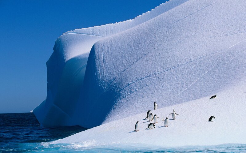 Penguins on Iceberg — Blue, Serene, Afternoon