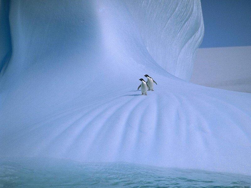Penguins on Iceberg — Blue, Serene