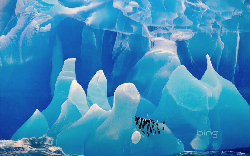 Penguins on Iceberg — Blue