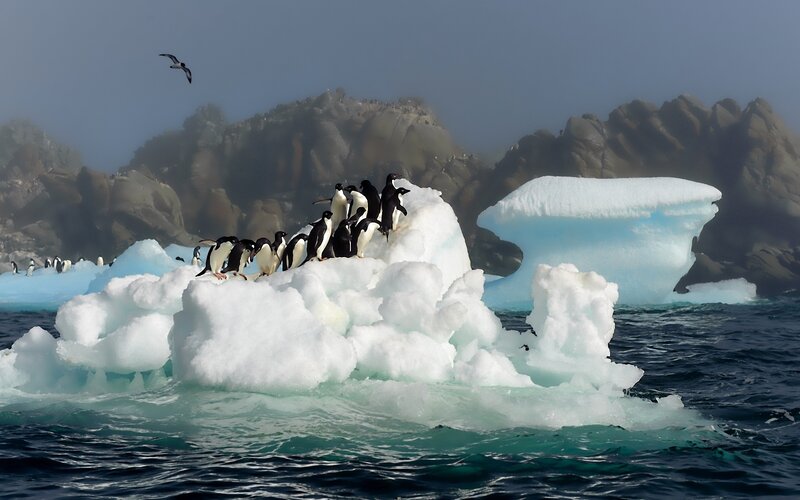 Penguins on Iceberg — White, Cold